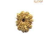 X - Ray Certified 12 Mukhi Rudraksha Nepal ( 27.72 Mm ) 8 X - Ray Certified 12 Mukhi Rudraksha Nepal ( 27.72 Mm )