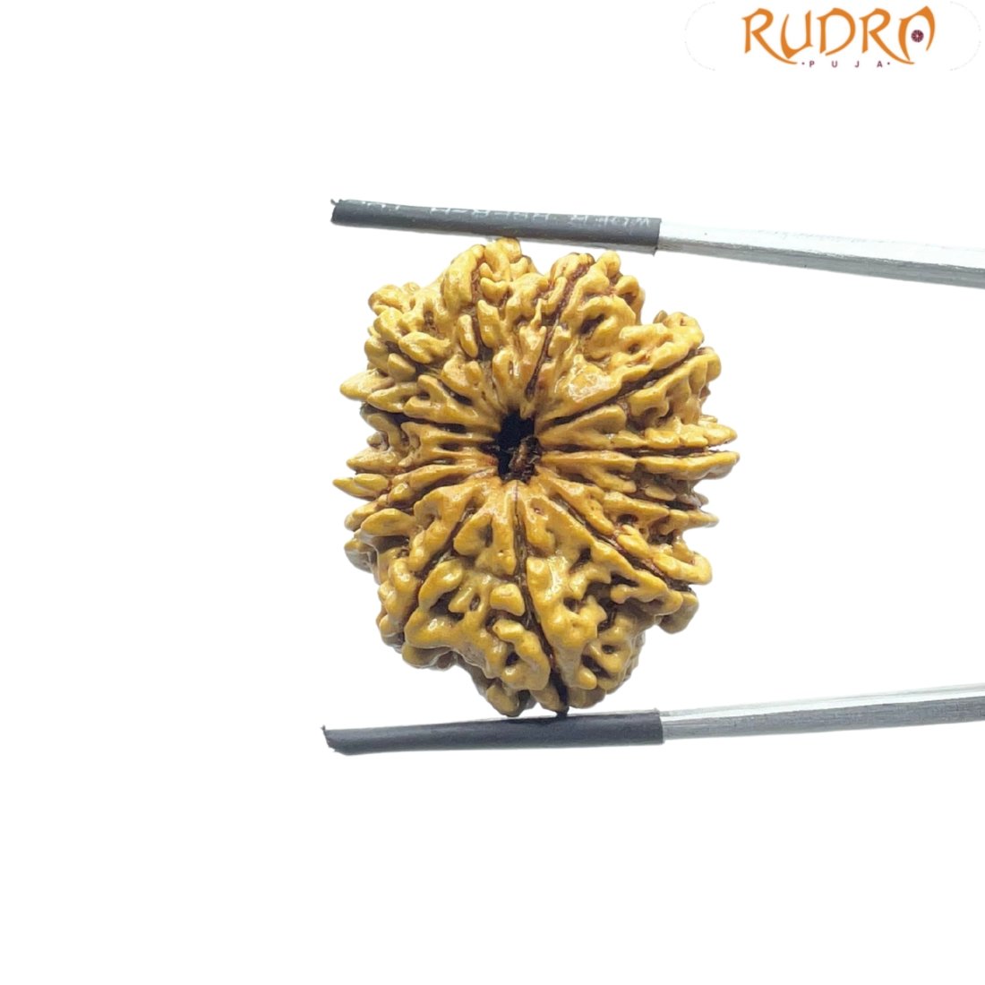 X - Ray Certified 12 Mukhi Rudraksha Nepal ( 27.72 Mm ) 3 X - Ray Certified 12 Mukhi Rudraksha Nepal ( 27.72 Mm )