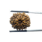 X ray Certified 11 Face Rudraksha Nepal ( 23.76 MM )