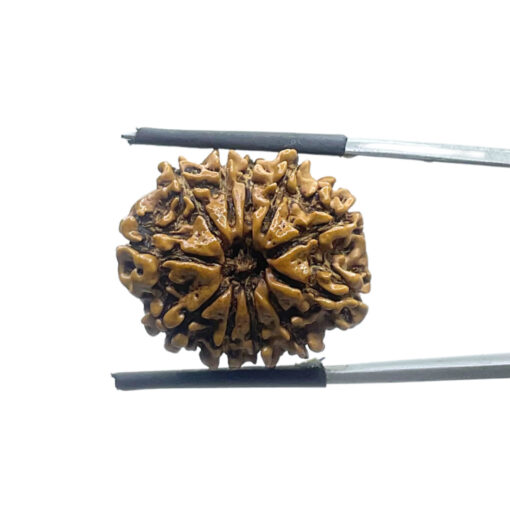 X ray Certified 11 Face Rudraksha Nepal ( 23.76 MM )