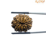 X ray Certified 11 Face Rudraksha Nepal ( 23.76 MM )