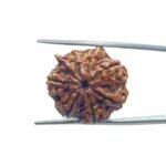 Ganesha Rudraksha 23.14 MM