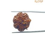 Ganesha Rudraksha 23.14 MM