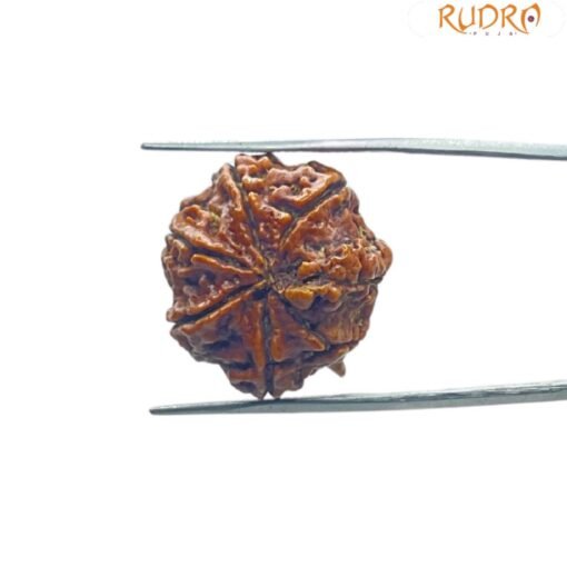 Ganesha Rudraksha 23.14 Mm