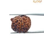 Ganesha Rudraksha 23.14 Mm