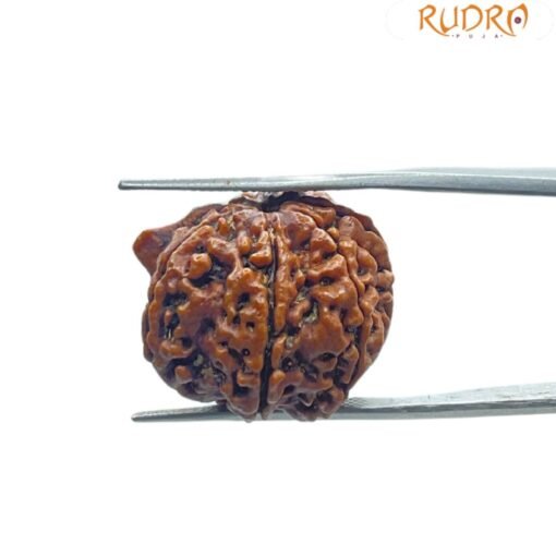 Ganesha Rudraksha 23.14 Mm