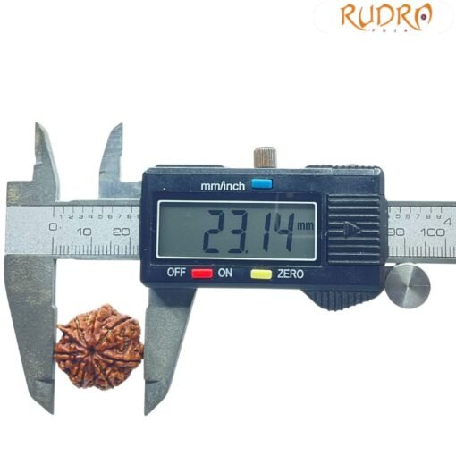 Ganesha Rudraksha 23.14 Mm