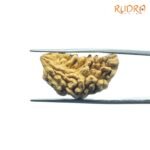 1-Mukhi-Rudraksha-Nepal-26.19-Mm-Fp-C.jpg