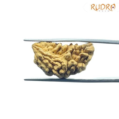 1-Mukhi-Rudraksha-Nepal-26.19-Mm-Fp-C.jpg