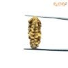 1 Mukhi Rudraksha ( 26.19 Mm ) 12 1-Mukhi-Rudraksha-Nepal-26.19-Mm-Sp-C.jpg