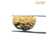 1-Mukhi-Rudraksha-Nepal-Small-21.58-Mm-Fp-C.jpg