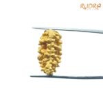 1-Mukhi-Rudraksha-Nepal-Small-22.60-Mm-Fp-C.jpg