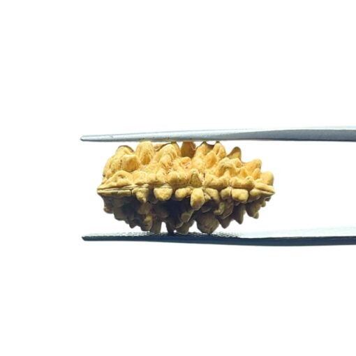 1-Mukhi-Rudraksha-Nepal-Small-22.60-Mm-Mp-C.jpg