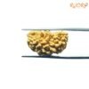 1-Mukhi-Rudraksha-Nepal-Small-22.60-Mm-Sp-C.jpg