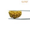 1 Mukhi Rudraksha Nepal Small ( 24.70 Mm )