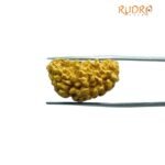 1 Mukhi Rudraksha Nepal Small ( 24.70 MM )