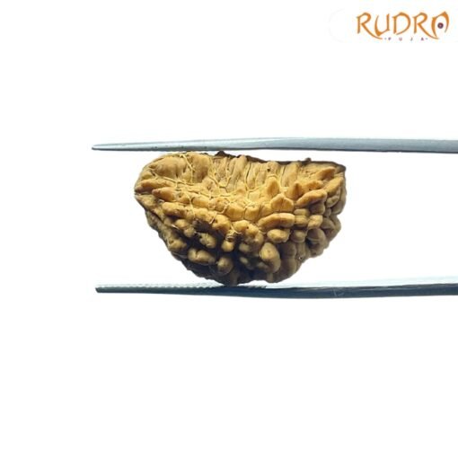 1-Mukhi-Rudraksha-Nepal-Small-25.85-Mm-Fp-C.jpg