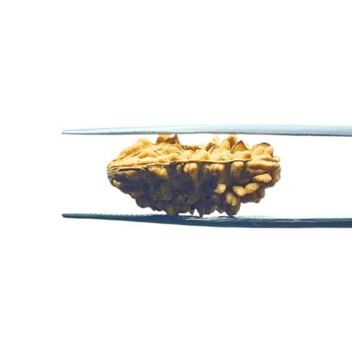 1-Mukhi-Rudraksha-Nepal-Small-25.85-Mm-Mp-C.jpg