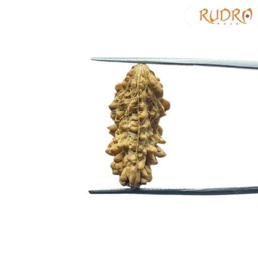 1-Mukhi-Rudraksha-Nepal-Small-25.85-Mm-Sp-C.jpg