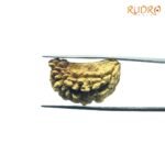 1-मुखी-रुद्राक्ष-1-Mukhi-Rudraksha-28.10-Mm-Rpc.jpg