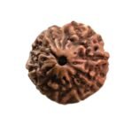 10 Mukhi Indonesian Rudraksha (17.90 Mm)