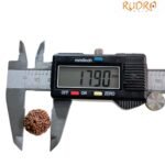 10 Mukhi Indonesian Rudraksha (17.90 Mm)