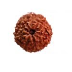 10 Mukhi Indonesian Rudraksha (18.40 Mm)