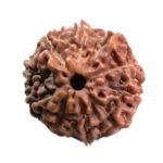 10 Mukhi Indonesian Rudraksha (18.77 Mm)