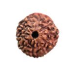 10 Mukhi Indonesian Rudraksha (18.95Mm)