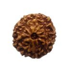 10 Mukhi Indonesian Rudraksha (20.05 Mm)