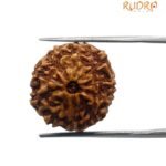 10 Mukhi Indonesian Rudraksha (20.05 Mm)