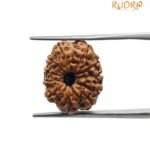 11 Mukhi Rudraksha Indonesian 16.20 Mm