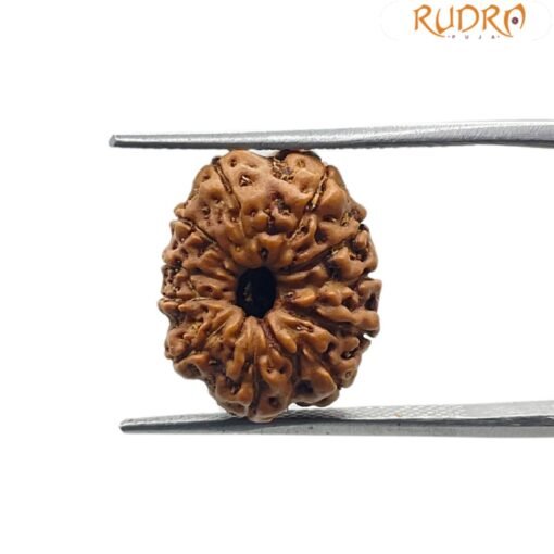 11 Mukhi Rudraksha Indonesian 16.20 mm