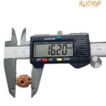 11 Mukhi Rudraksha Indonesian 16.20 Mm