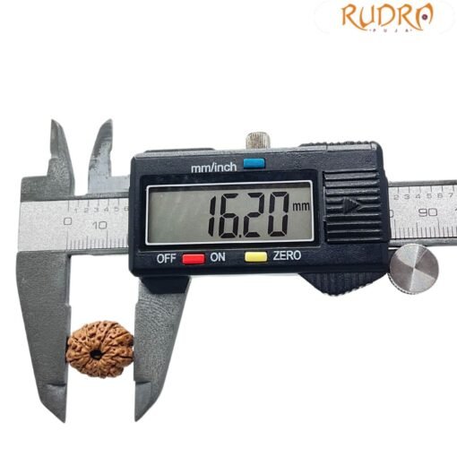 11 Mukhi Rudraksha Indonesian 16.20 mm