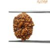 11 Mukhi Rudraksha Indonesian 16.40 Mm