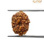 11 Mukhi Rudraksha Indonesian 16.40 Mm