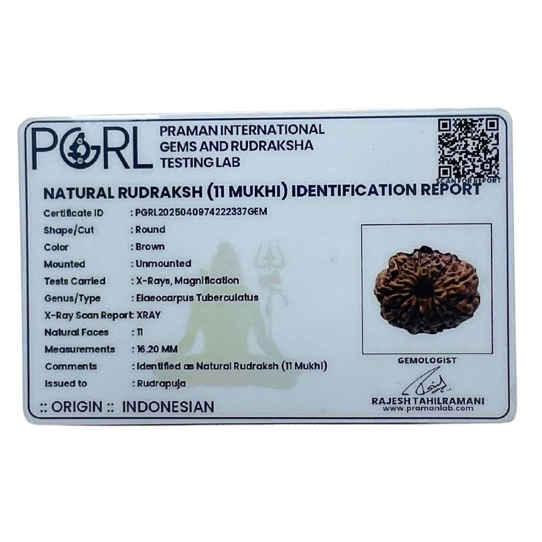 11 Mukhi Indonesian Rudraksha (16.20 Mm) 6 11 Mukhi Indonesian Rudraksha (16.20 Mm)