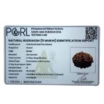 11 mukhi Indonesian Rudraksha (16.40 MM)