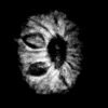 11 Mukhi Rudraksha 16.20 Mm X-Ray