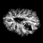 11 Mukhi Rudraksha 16.40 Mm X-Ray