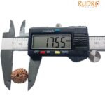 12 Mukhi Rudraksha Indonesian 17.55 Mm