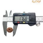 12 Mukhi Rudraksha Indonesian 17.68 Mm