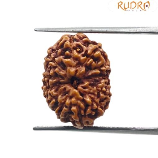 12 Mukhi Rudraksha Indonesian 18.75 mm