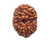 12 Mukhi Rudraksha Indonesian 18.75 Mm
