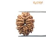 12 Mukhi Rudraksha Nepal ( 23.68 Mm )