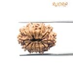 12 Mukhi Rudraksha Nepal ( 23.68 Mm )