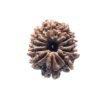 12 Mukhi Rudraksha Nepal ( 24.68 Mm ) 12 Video-Thumb-0