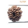 12 Mukhi Rudraksha Nepal ( 24.68 Mm ) 14 12 Mukhi Rudraksha Nepal ( 24.68 Mm )
