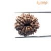 12 Mukhi Rudraksha Nepal ( 24.68 Mm ) 13 12 Mukhi Rudraksha Nepal ( 24.68 Mm )